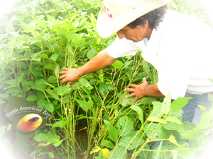 A farmer examining soybean plants